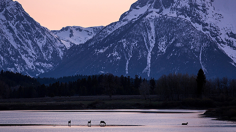 four seasons resort and residences jackson hole wildlife