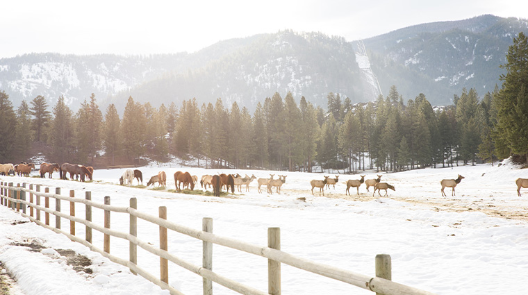 river view ranch elk