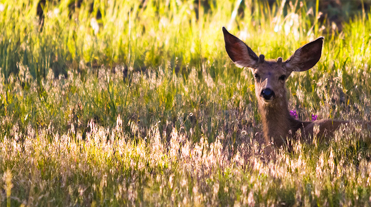 the ranch at rock creek wildlife