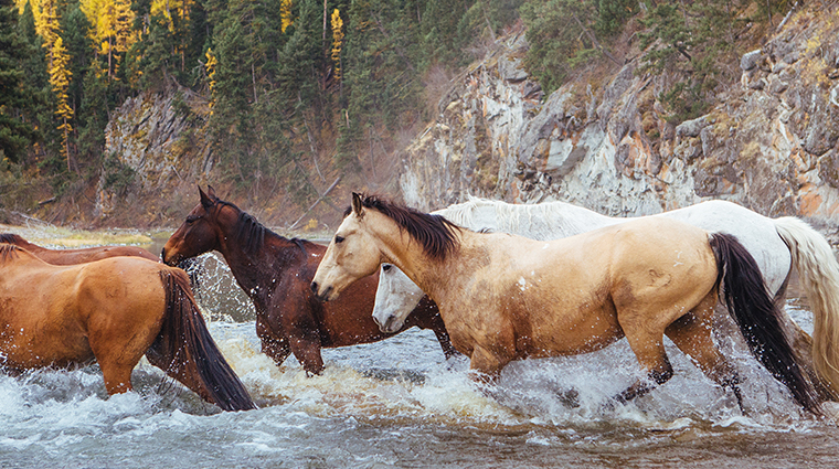 the resort at paws up horses